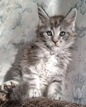 Maine Coon Kitten XXL mit Stammbaum 