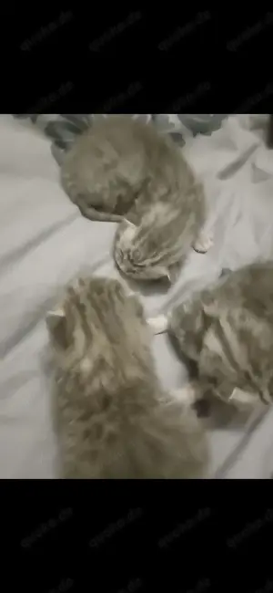 Baby katze main coon halb bkh 