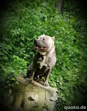 American Bully Deckrüde 