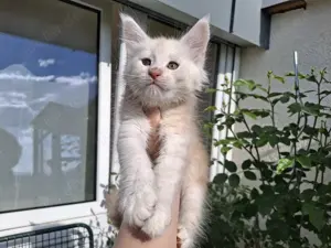 Maine Coon Kitten XXL mit Stammbaum 