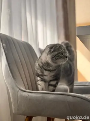 Schottische Faltohrkatze