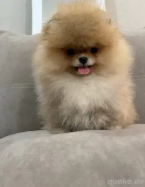 Entzückende Pomeranian-Welpen zur Adoption verfügbar