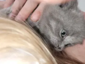 BKH Kitten reinrassig noch ein Kater