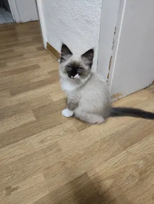 Kuscheliges Ragdoll Kitten