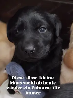 Diese süsse kleine Maus sucht ab heute wieder ein Zuhause 