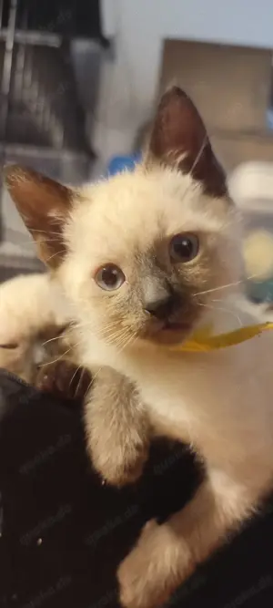 Siam Kitten Sealpoint 