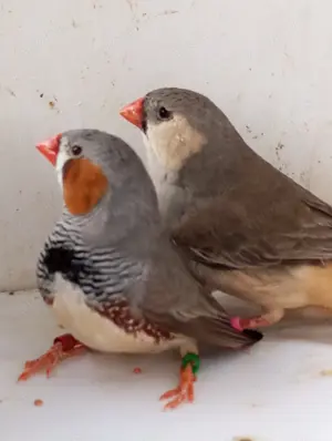 Zebrafinken Pärchen II