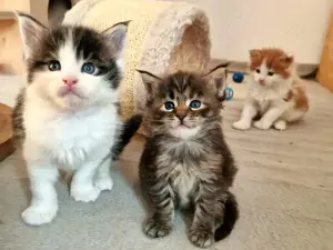Maine Coon Kitten XXL mit Stammbaum aus N N Verpaarung