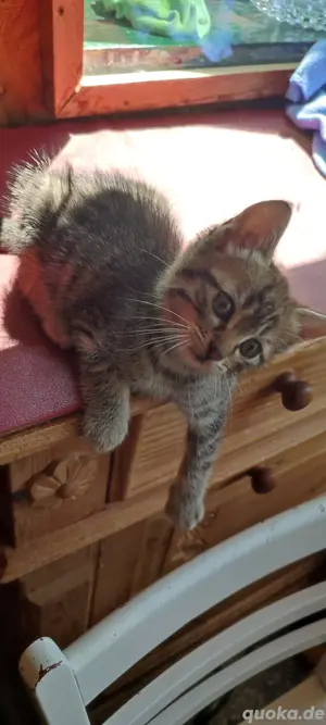 Edelmix  Kitten  Katzenbabys  Heilige Birma & EKH Bild 6