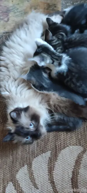 Edelmix  Kitten  Katzenbabys  Heilige Birma & EKH Bild 7