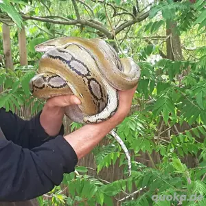 Netzpython (eigene Nz'21 1,0  ca 4,0 m)