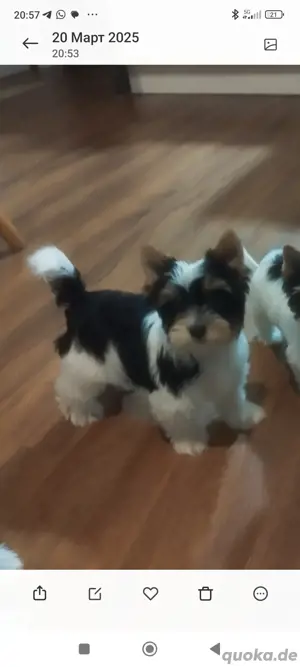 Yorkshire Terrier Welpen 