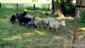 Schafe und Lämmer