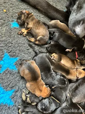 Tolle Schäferhund   XHerder Welpen suchen Bestplatz 