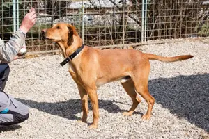 *NOUGAT* - ein Labrador und ein wenig Ridgeback - daher zu entsprechend hundeerfahrenen Menschen 