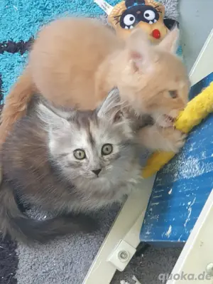 Maine Coon Kitten