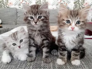 Verschmuste Sibirische Katzenkinder in diversen Farben
