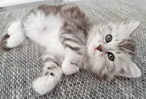 Verschmuste Sibirische Katzenkinder in diversen Farben Bild 3