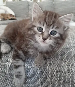 Verschmuste Sibirische Katzenkinder in diversen Farben Bild 4