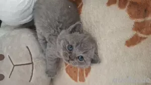 Reinrassige BKH Kitten Britisch Kurzhaar mit STAMMBAUM 