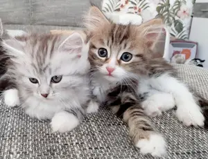 Verschmuste Sibirische Katzenkinder in diversen Farben Bild 2