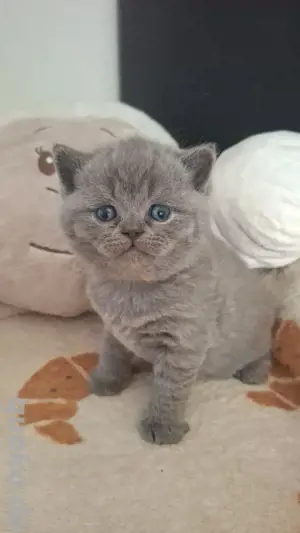 Reinrassige BKH Kitten Britisch Kurzhaar mit STAMMBAUM  Bild 2