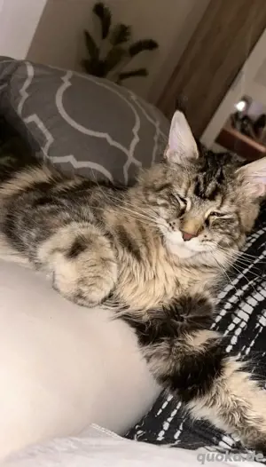 Maine coon Katzen & Katzenbabys in Herne kaufen, verkaufen & zu