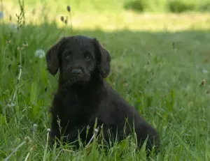 Mini Labradoodle mit Ahnentafel