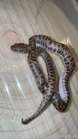 Zwergpython