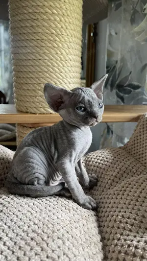 Devon rex Kater Fife 