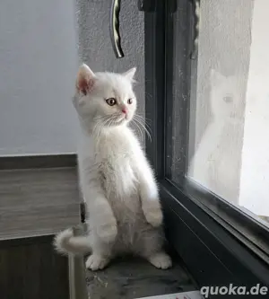 Süße Bkh Kitten