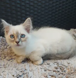Heilige Birma Kitten, reinrassig, Babykatzen, Kätzchen
