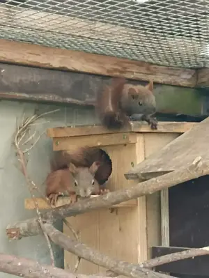 Eichhörnchen