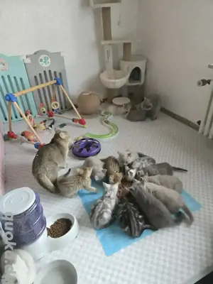 Bkh kitten 12 Stück ab sofort  Bild 4