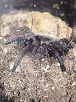 Chilobrachys dyscolus (Blue Vietnam) ENZ04 25