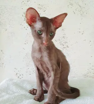 OKH - Orientalisch Kurzhaar - Katzenbaby Kitten Kätzchen - 1 Junge, Fellfarbe: cinnamon