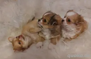 Chihuahua Welpen  