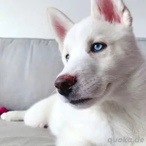 entzückendúe männliche und weibliche Husky-Welpen Ich auch. 17668441254