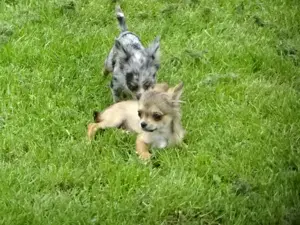 Chihuahua Welpen m w abzugeben