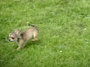 Chihuahua Welpen m w abzugeben Bild 10