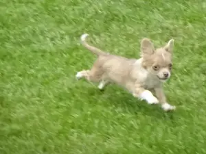Chihuahua Welpen m w abzugeben Bild 7