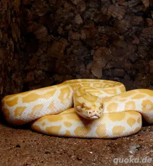 guten Tag, ich biete einen molurus 