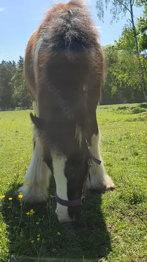 Irisher Tinker   Cob Absetzer mit besonder Farbe 