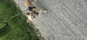 Harley sucht ihre Menschen 