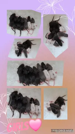 Farbratten Ratten Babys super lieb und kinderlieb 