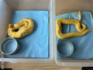 letzten 2 Nz Königspython Banana Enchi Pastel pos ( Superpaste) Yb Faderl100% het Piebald