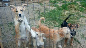 LENNI - bringt Lebensfreude ins Haus (wartet noch in Rumänien) Bild 9