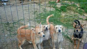 LUCA - ist bereit für Abenteuer (wartet in Rumänien) Bild 4