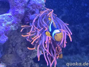 Meerwasser Anemone 