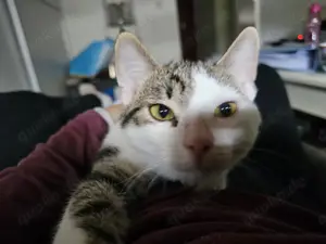 Kater 9 Monate sucht neues Zuhause 